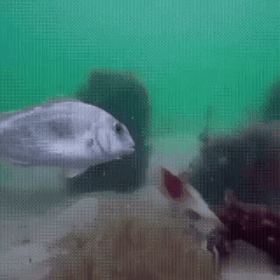 ee4ea1bfdcf79df41c5c8f47f2f083e6_521793.gif