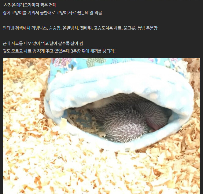 [유머] 유기 고슴도치를 키웠다. -  와이드섬
