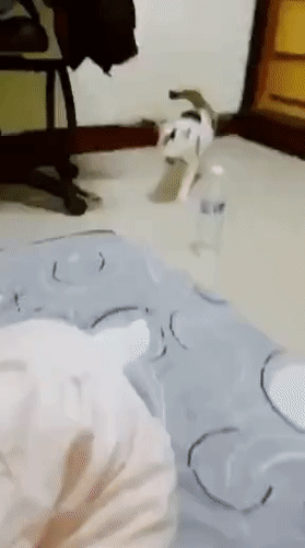 f183ce59e0b48eebe86bf9459e77d2acd34eb25c.gif