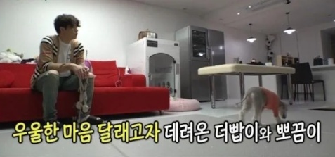 [유머] 반려견을 키우면 우울증 위험이 감소하는 이유 -  와이드섬