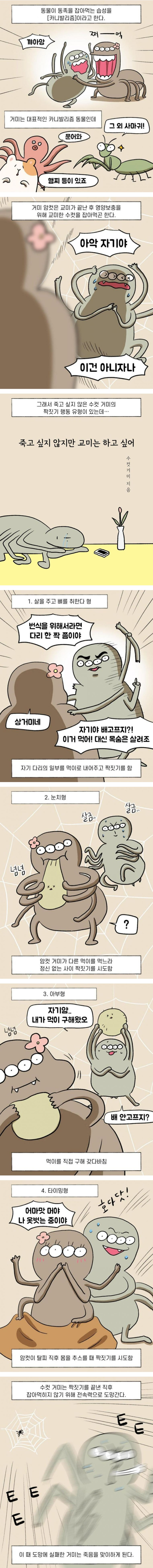 [유머] 카니발리즘과 수컷의 생존 -  와이드섬