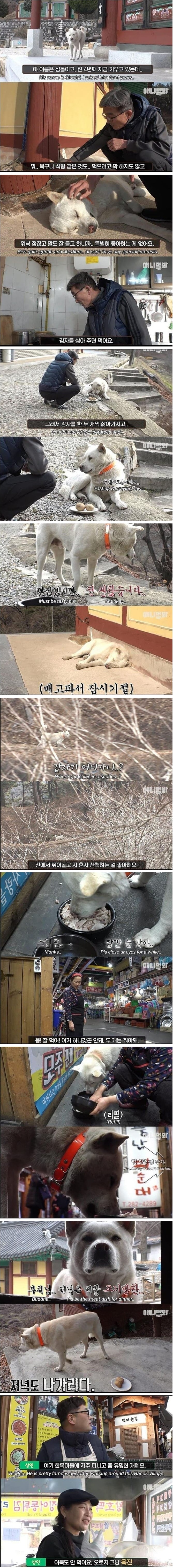 [유머] 특별히 좋아하는 게 없다는 개 -  와이드섬
