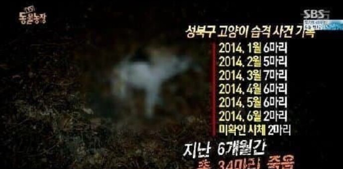 [유머] 역대급 길냥이 학살자 -  와이드섬