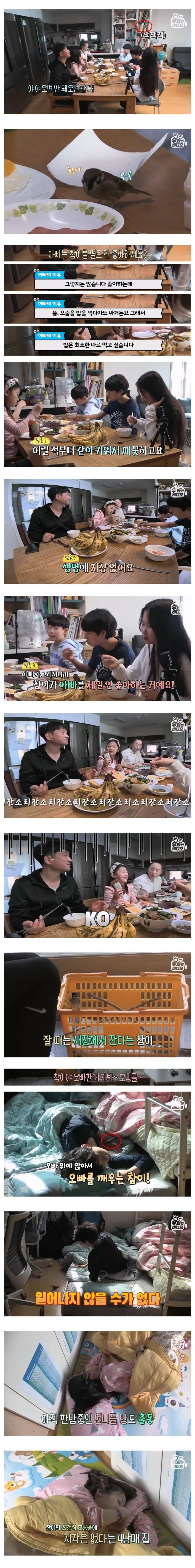 [유머] 아침에 학교 늦지 말라고 직접 깨워주는 참새 -  와이드섬