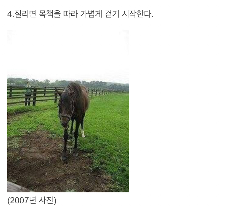 [유머] 너무 똑똑해 영물이라 불리던 일본 경주마 -  와이드섬